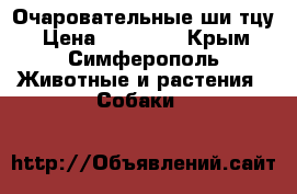 Очаровательные ши тцу › Цена ­ 10 000 - Крым, Симферополь Животные и растения » Собаки   
